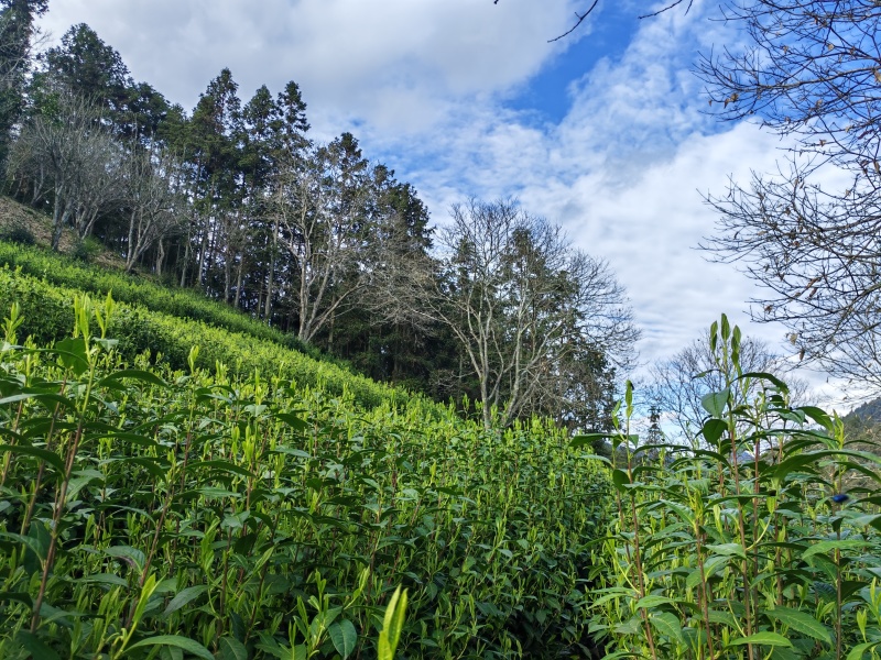 湘西高山云雾黄金茶（绿茶，红茶）