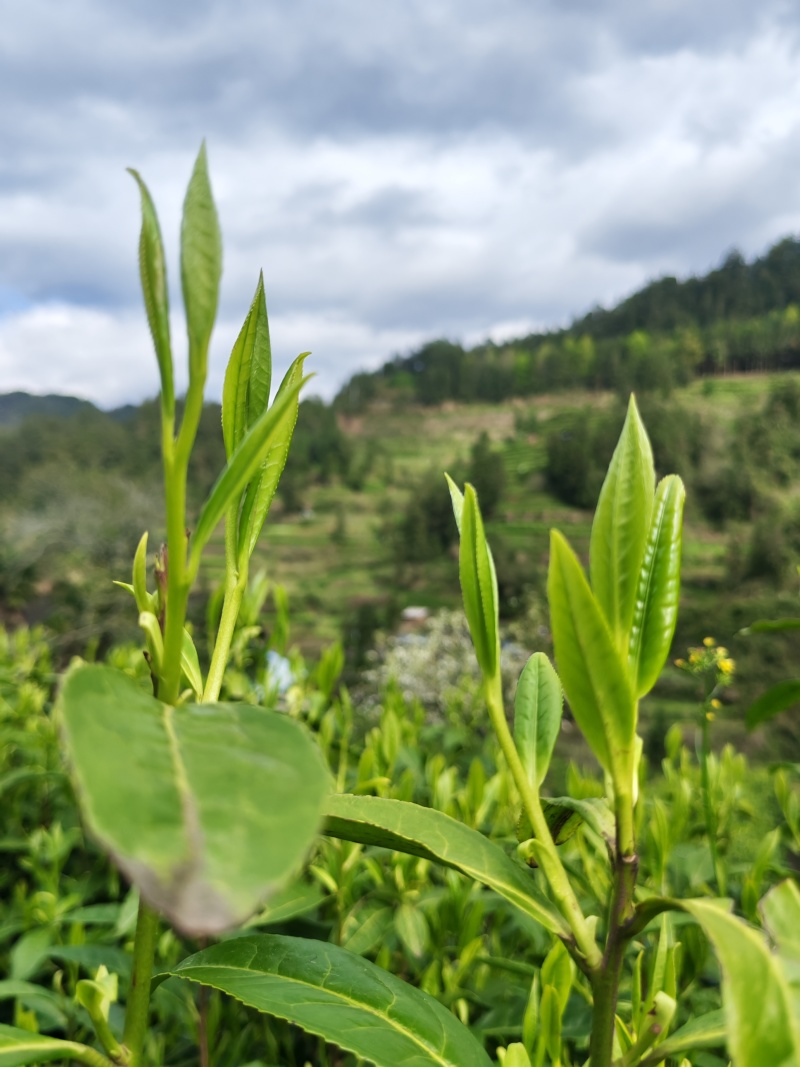 湘西高山云雾黄金茶（绿茶，红茶）