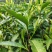 湘西高山云雾黄金茶（绿茶，红茶）