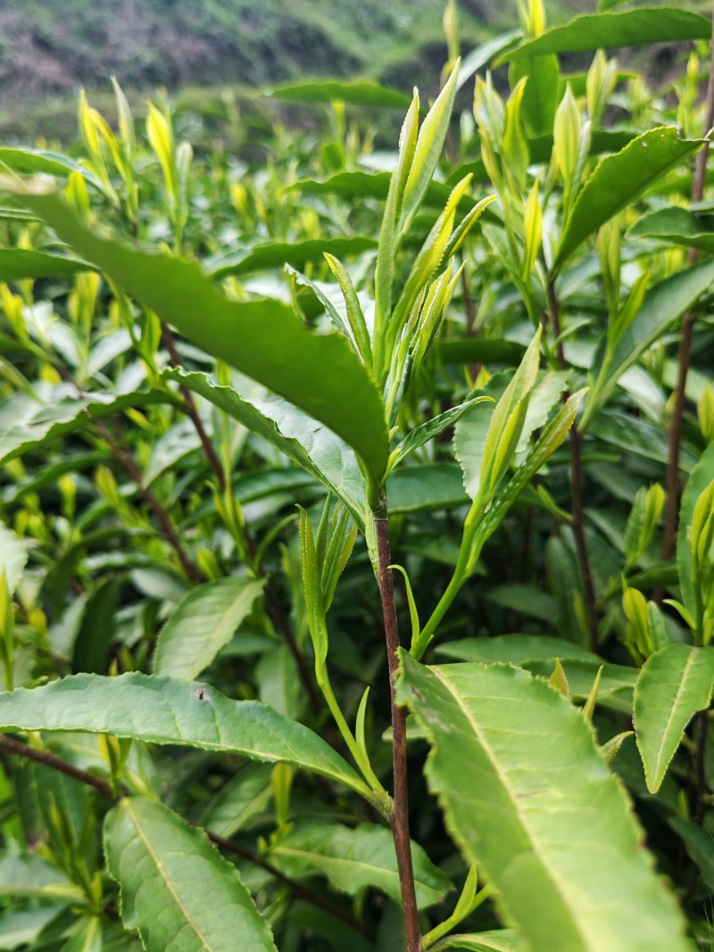 湘西高山云雾黄金茶（绿茶，红茶）