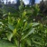 湘西高山云雾黄金茶（绿茶，红茶）