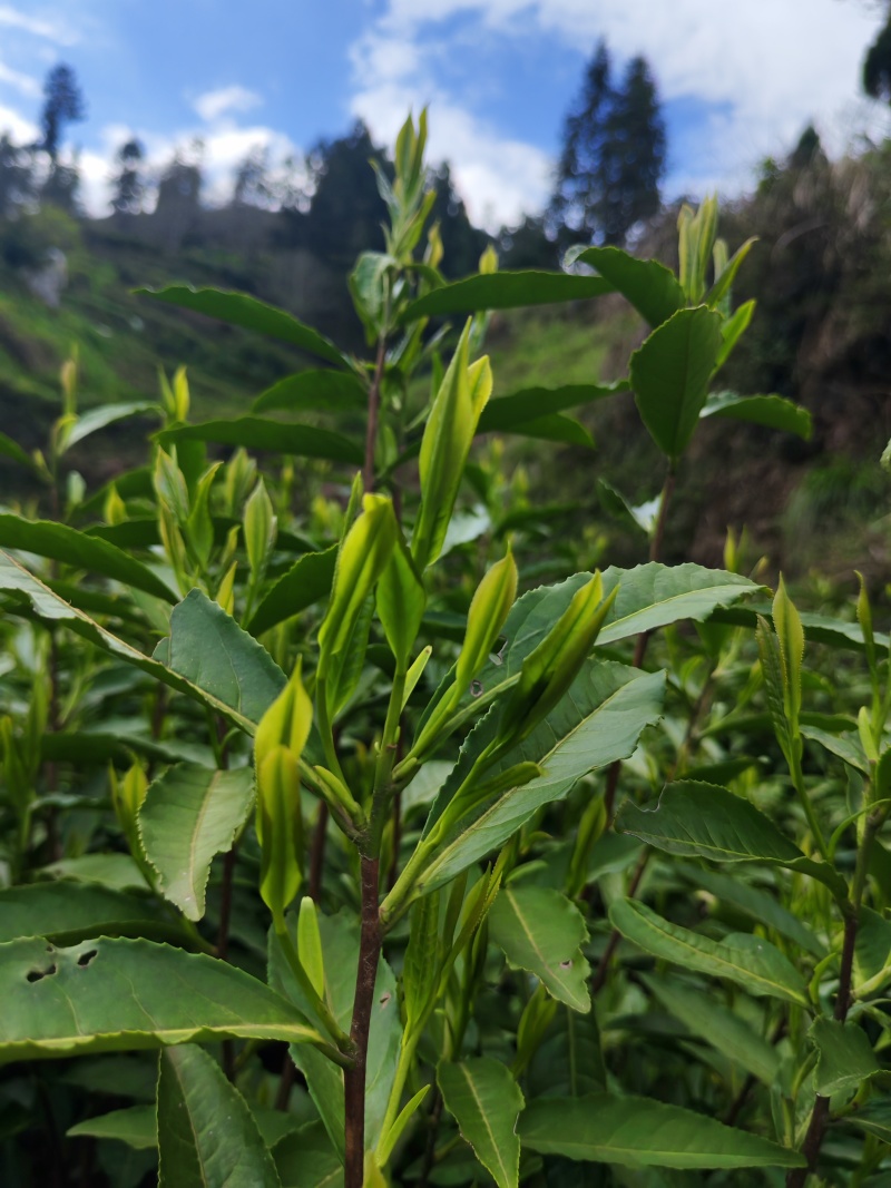 湘西高山云雾黄金茶（绿茶，红茶）