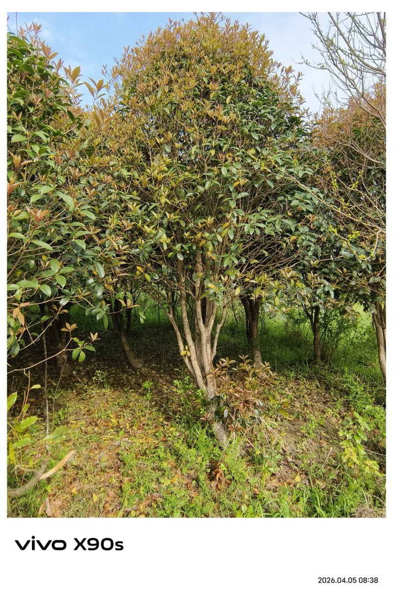 决定低价让自家20年老桂花树，走进千家万户，你值得拥有！