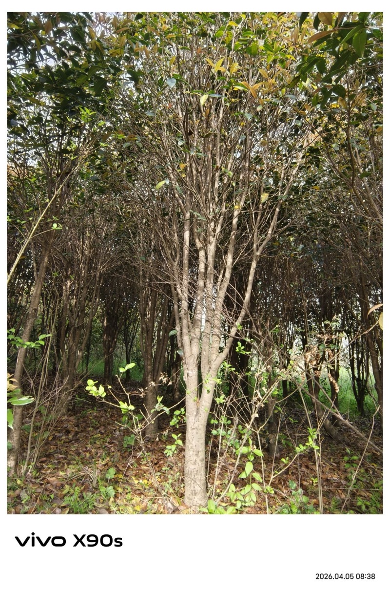 决定低价让自家20年老桂花树，走进千家万户，你值得拥有！
