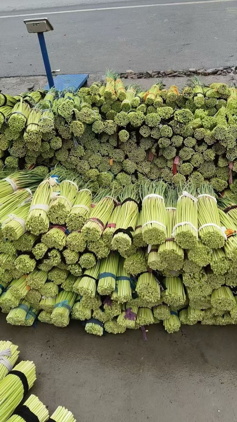 红帽蒜苔一手货源保质保量全国代发可按需加工