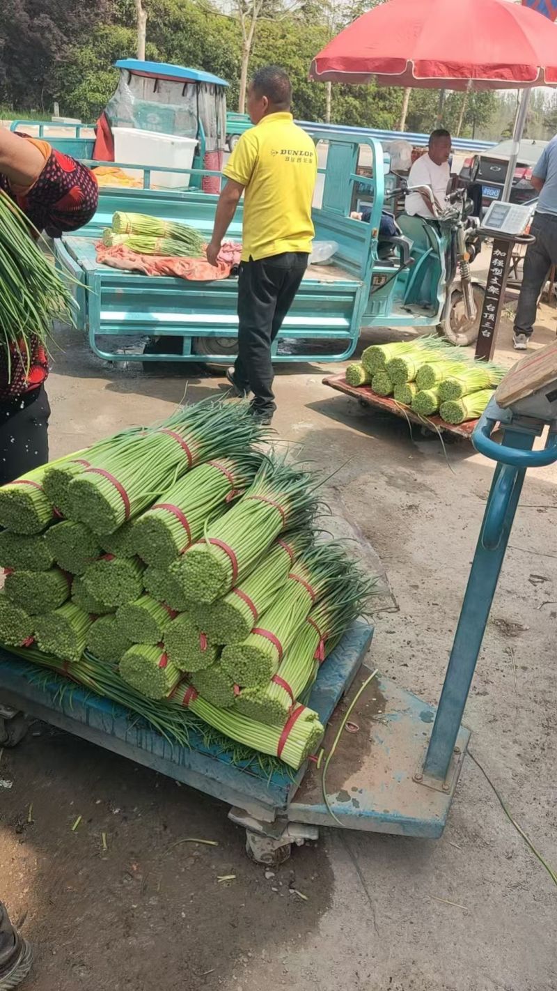 红帽蒜苔一手货源保质保量全国代发可按需加工