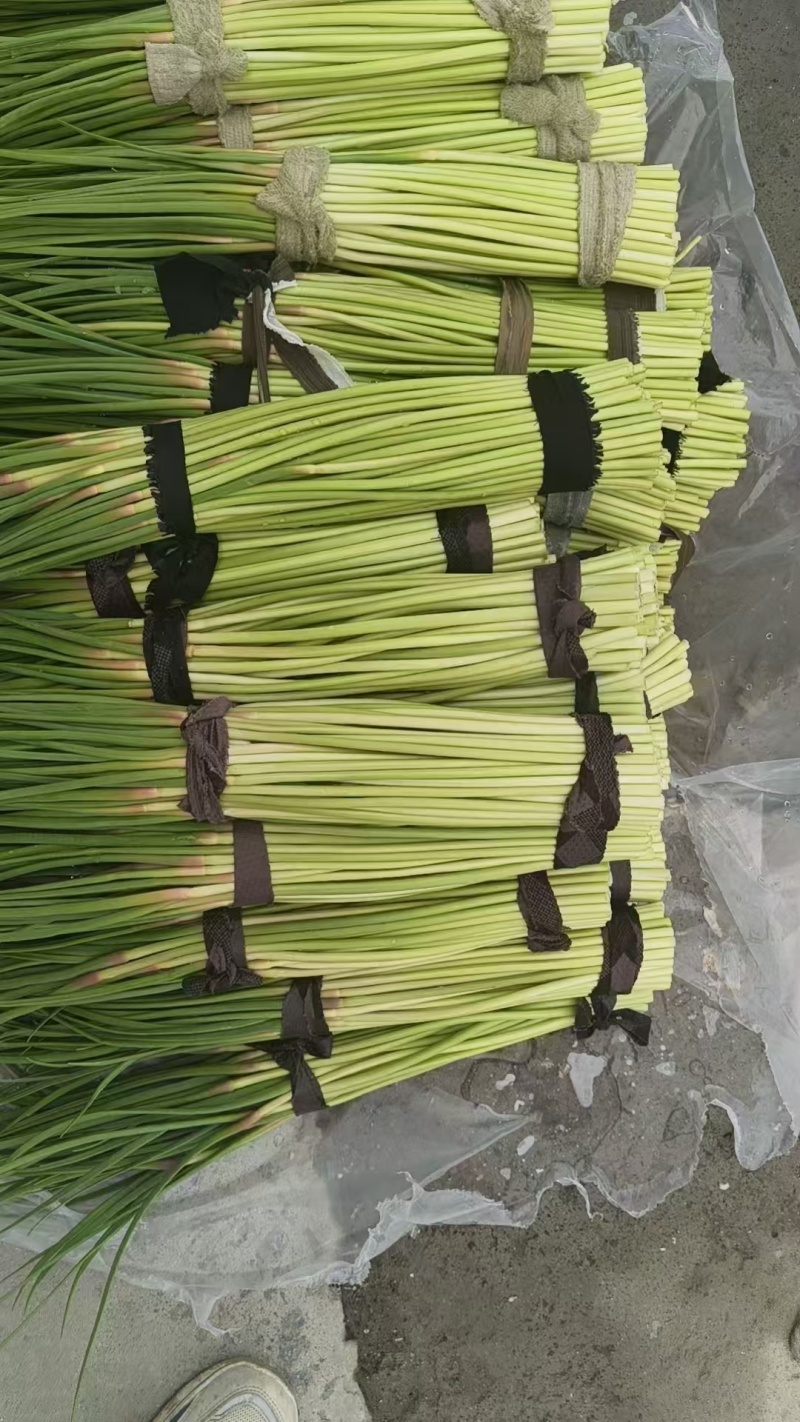 红帽蒜苔一手货源保质保量全国代发可按需加工