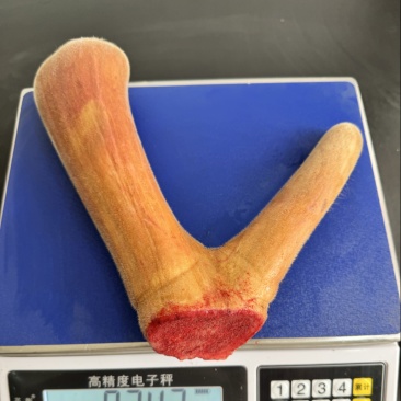 吉林梅花鹿2026年梅花鹿鲜鹿茸整只顺丰空运