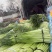 淮阳红帽蒜苔基地直销，干苔，诚信第一实力代办团队