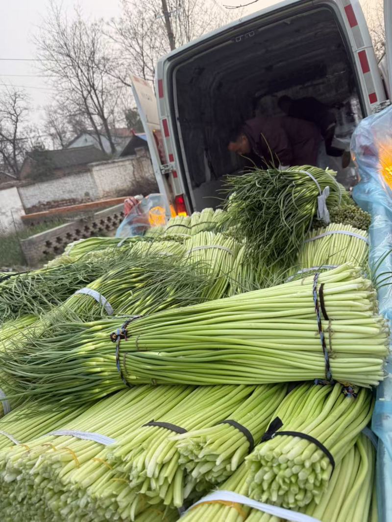 淮阳红帽蒜苔基地直销，干苔，诚信第一实力代办团队