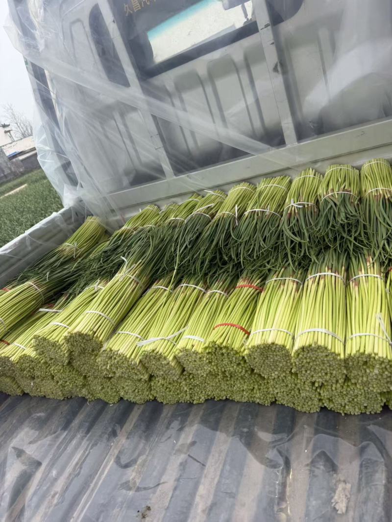 淮阳红帽蒜苔基地直销，干苔，诚信第一实力代办团队
