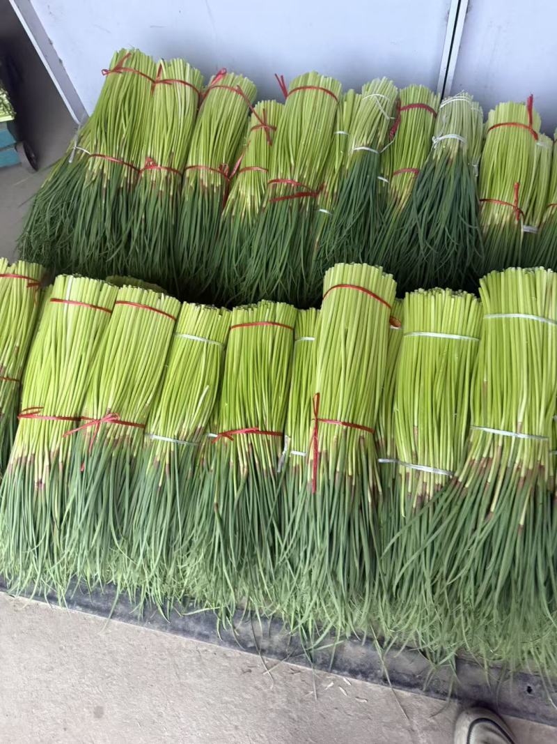 淮阳红帽蒜苔基地直销，干苔，诚信第一实力代办团队