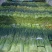 淮阳红帽蒜苔基地直销，干苔，诚信第一实力代办团队