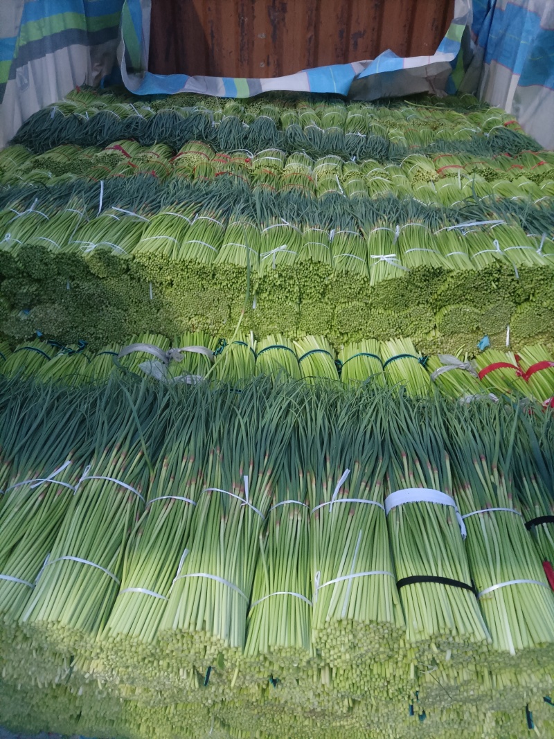 淮阳红帽蒜苔基地直销，干苔，诚信第一实力代办团队