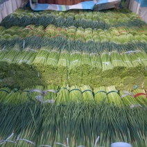 淮阳红帽蒜苔基地直销，干苔，诚信第一实力代办团队