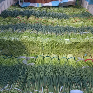 淮阳红帽蒜苔基地直销，干苔，诚信第一实力代办团队