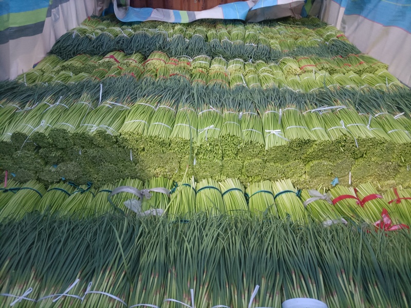 淮阳红帽蒜苔基地直销，干苔，诚信第一实力代办团队