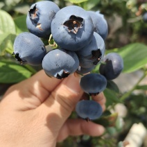 云南抚仙湖蓝莓