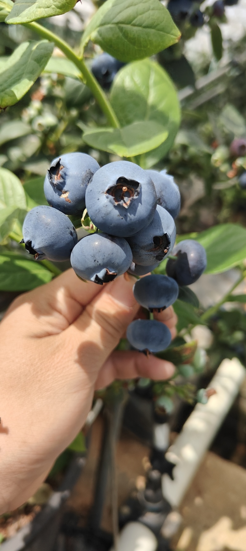 云南抚仙湖蓝莓