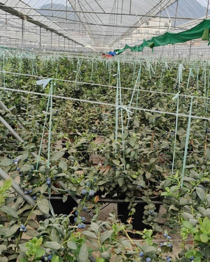 云南抚仙湖蓝莓