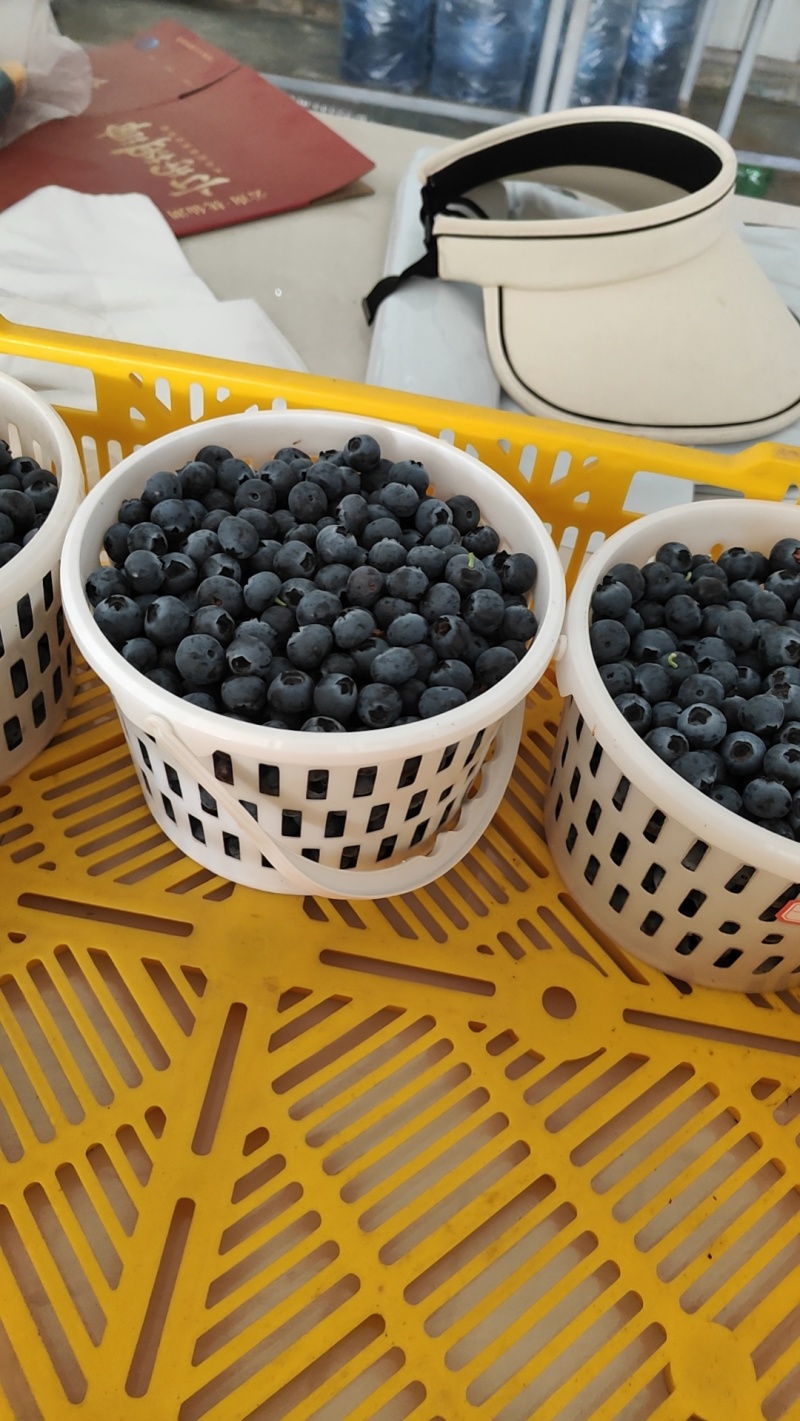 云南抚仙湖蓝莓