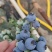 云南抚仙湖蓝莓