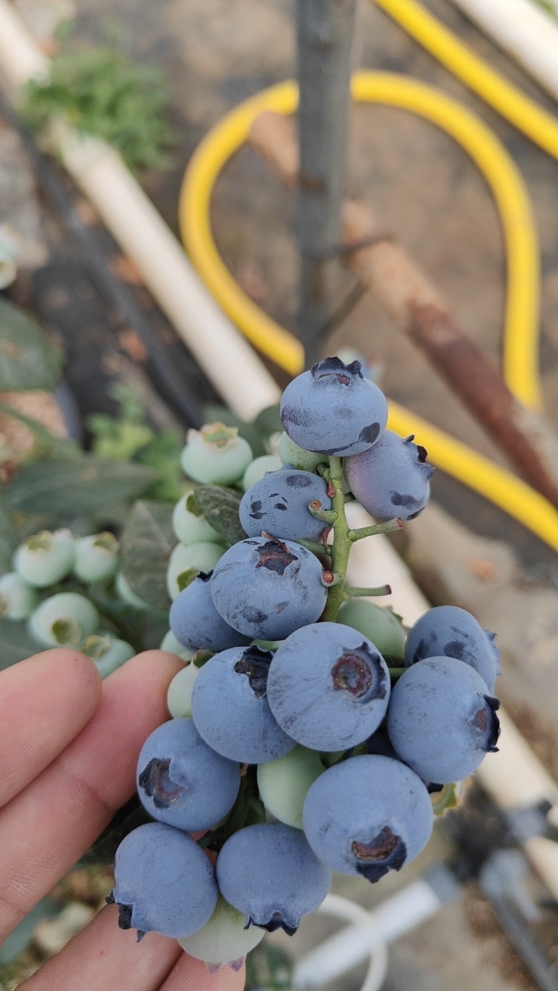 云南抚仙湖蓝莓