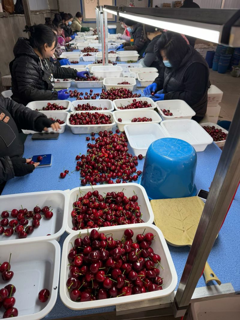 山东美早樱桃~先锋樱桃~红灯樱桃~对接各大电商平台一件代