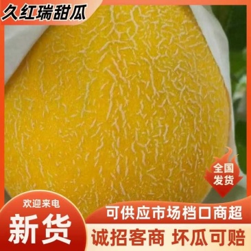 《久红瑞》甜瓜大量供应各大商超.市场.电商。