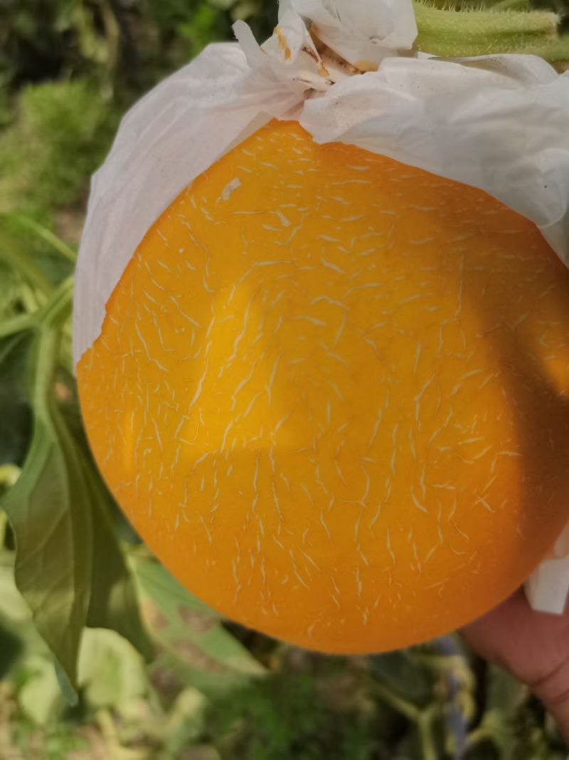 《久红瑞》甜瓜大量供应各大商超.市场.电商。