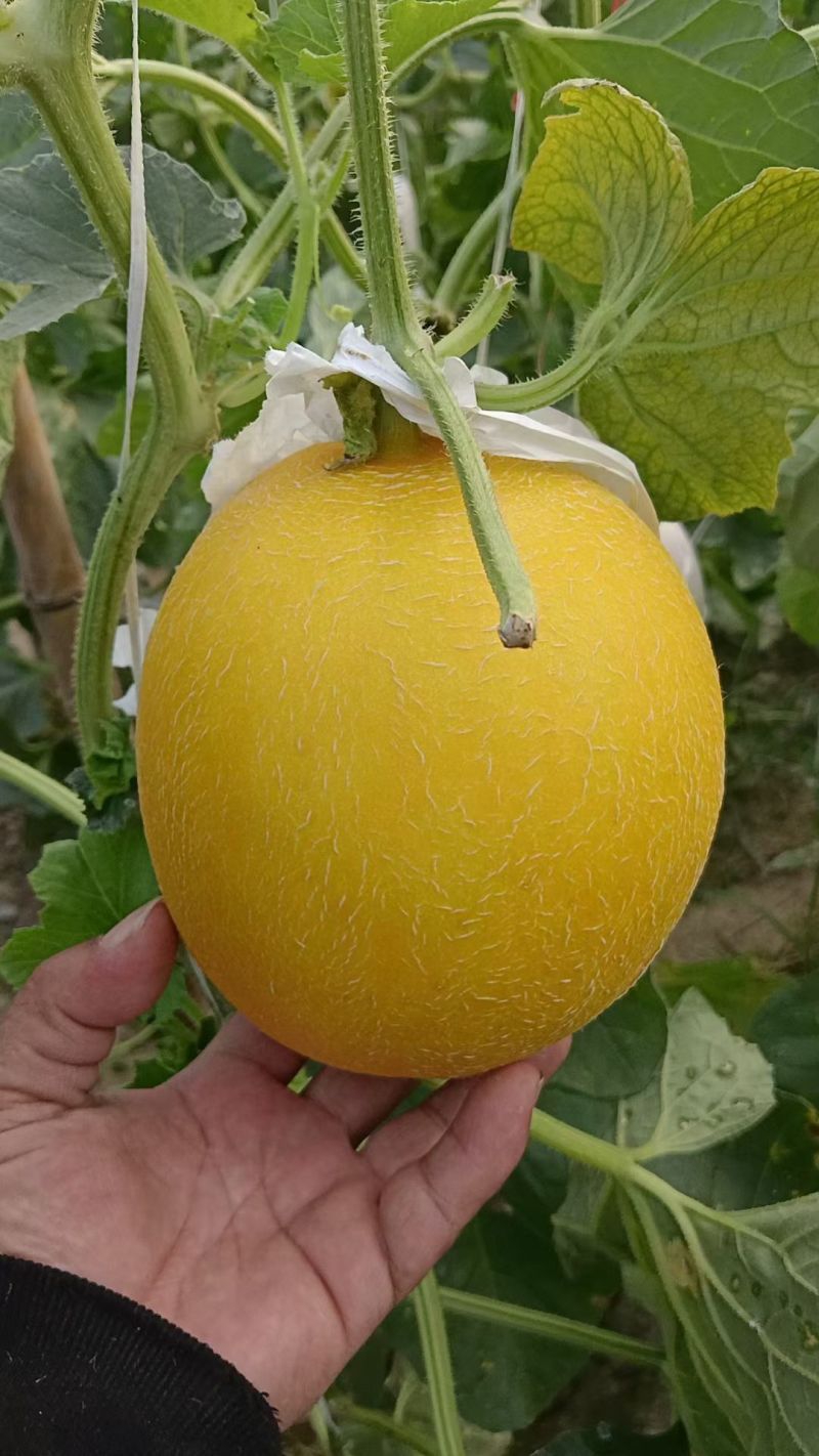《久红瑞》甜瓜大量供应各大商超.市场.电商。