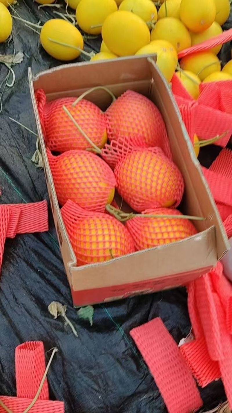 《久红瑞》甜瓜大量供应各大商超.市场.电商。