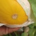 《久红瑞》甜瓜大量供应各大商超.市场.电商。