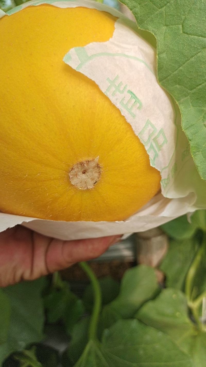 《久红瑞》甜瓜大量供应各大商超.市场.电商。