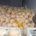 《久红瑞》甜瓜大量供应各大商超.市场.电商。