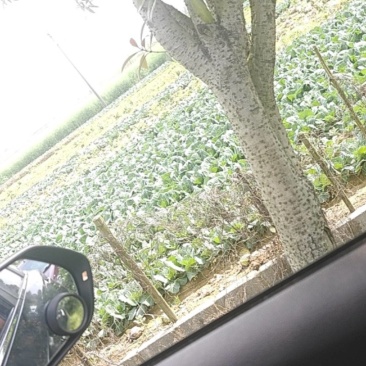 江西包心菜