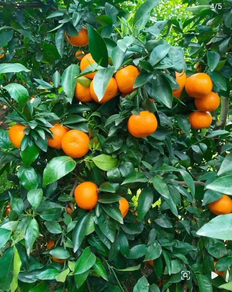 沃柑
