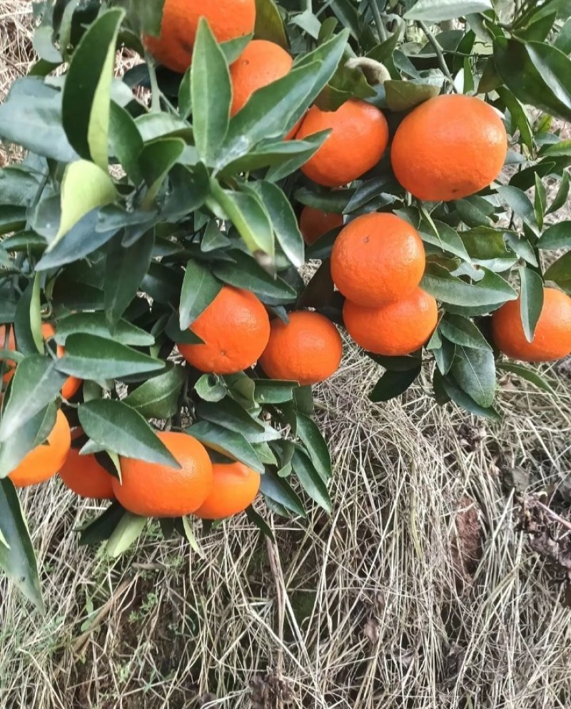 沃柑