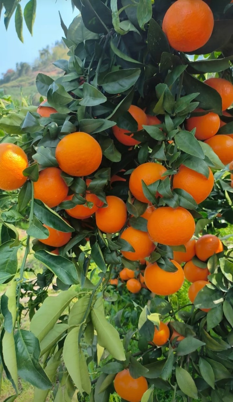 沃柑