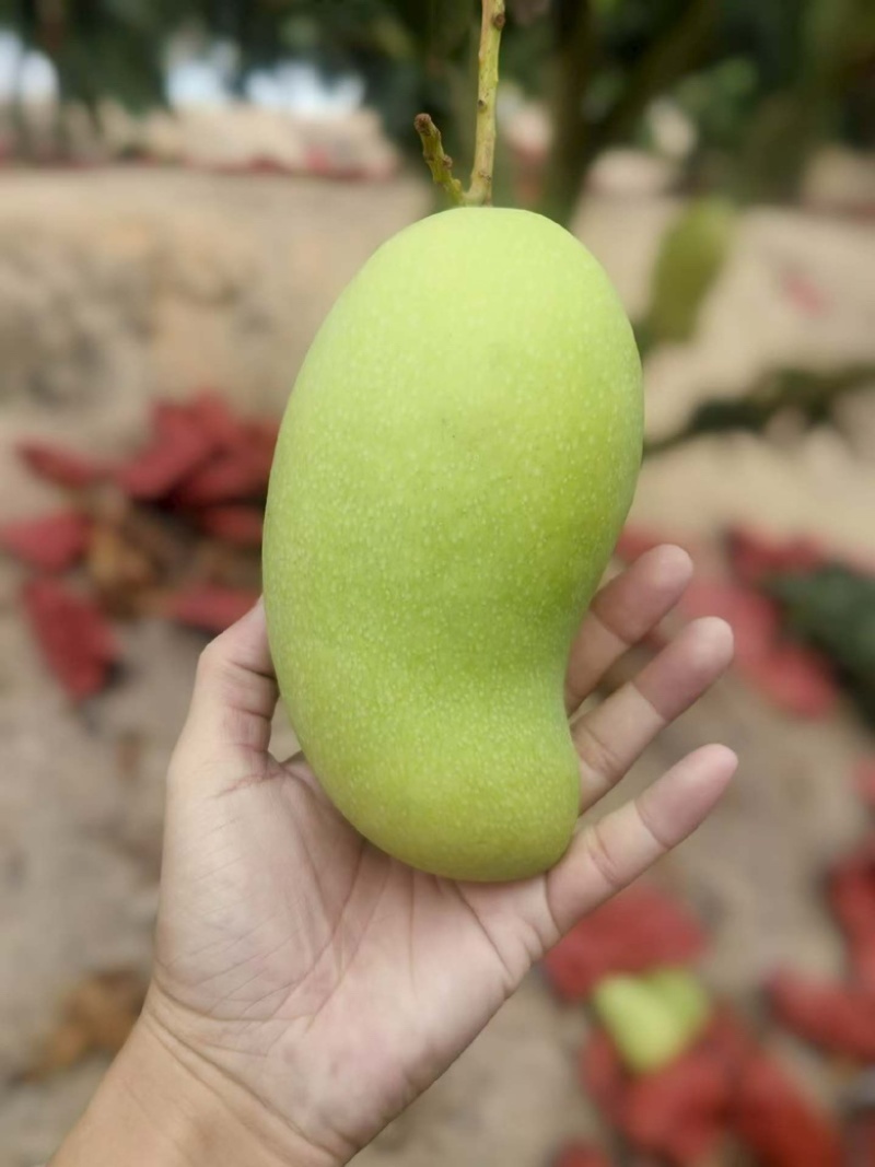 海南三亚金煌芒