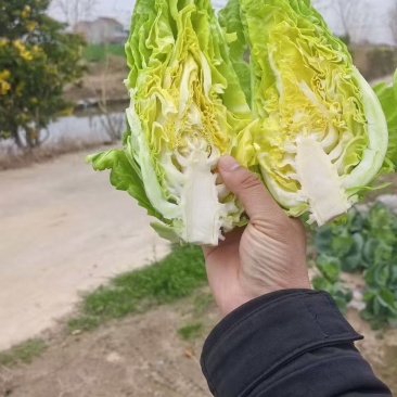 牛心甘蓝，大量上市，支持视频看货，一手货源，欢迎来电