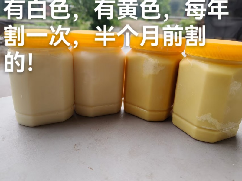 自家土土蜂蜜