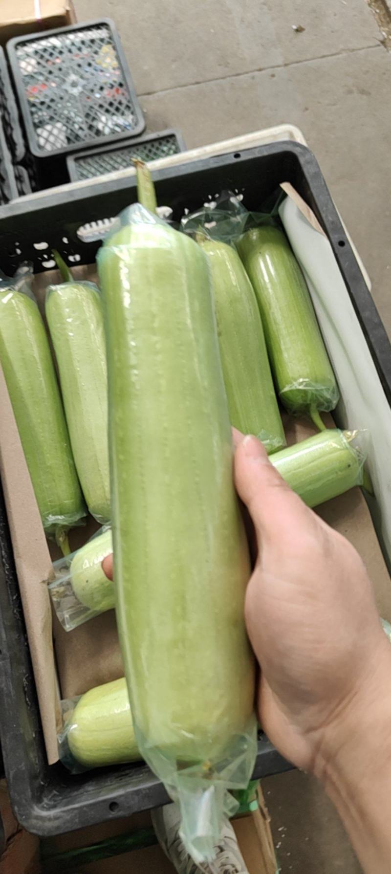 白玉丝瓜