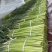 河南淮阳，新鲜蒜苔大量上市，价格下滑，有需要的联系