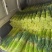 2026年新蒜苔红帽蒜苔白帽蒜苔常年代收代存，常年有货