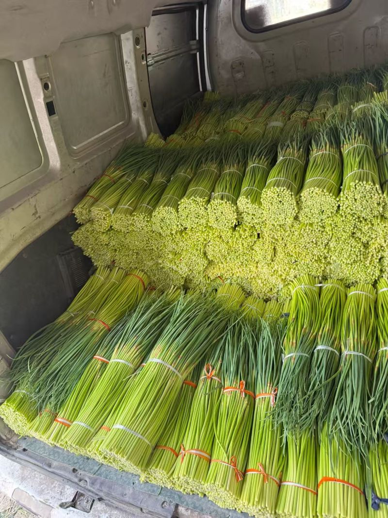 2026年新蒜苔红帽蒜苔白帽蒜苔常年代收代存，常年有货