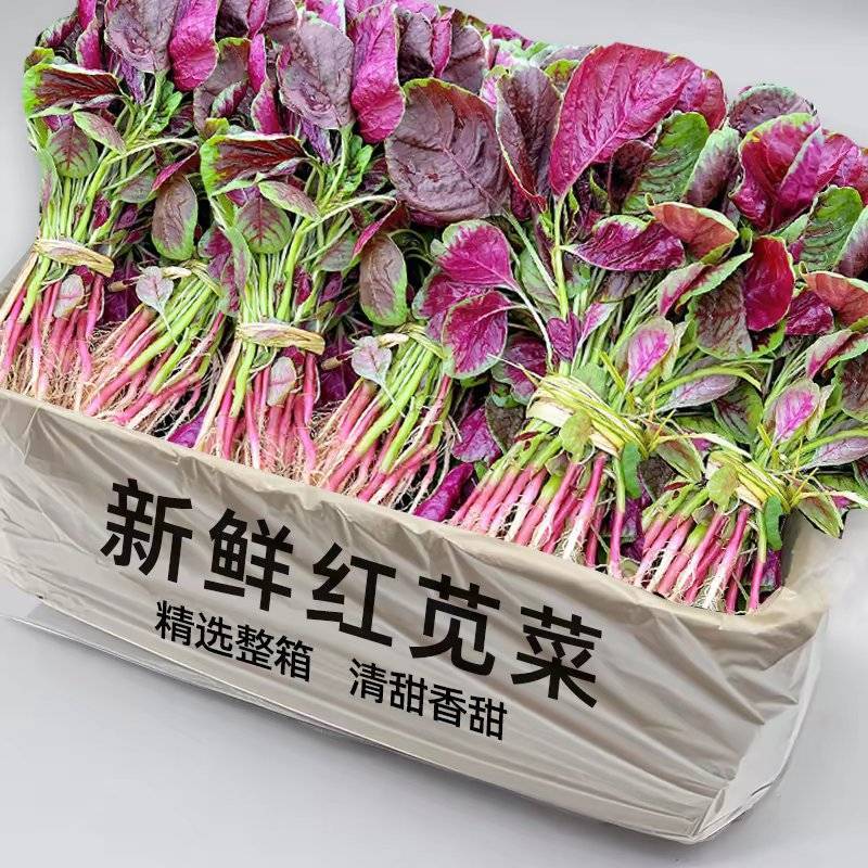 红苋菜红汉菜产地直发支持视看货打款发货