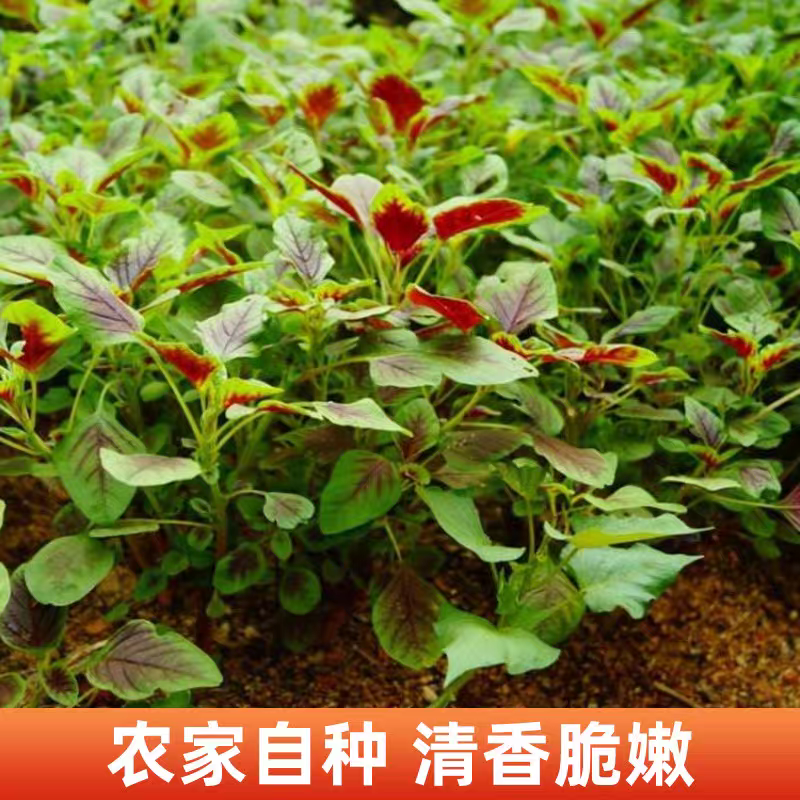 红苋菜红汉菜产地直发支持视看货打款发货