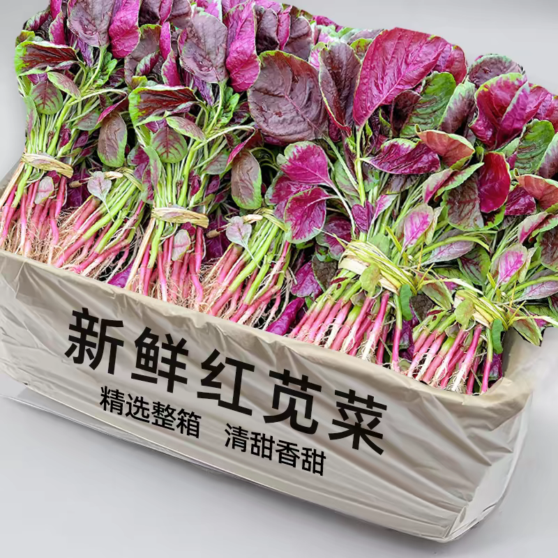 红苋菜红汉菜产地直发支持视看货打款发货