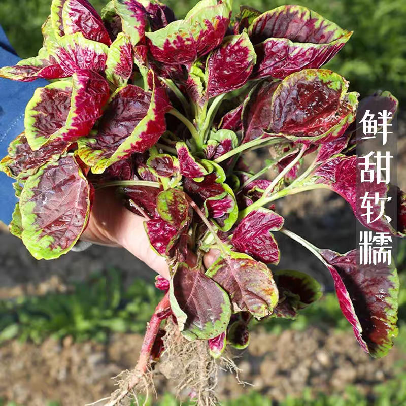 红苋菜红汉菜产地直发支持视看货打款发货